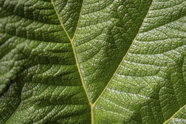 Mammoth leaf (poorman's umbrella), leaf structure, detail of a leaf, Poás National Park, central