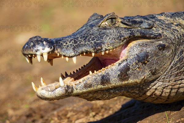 Spectacled caiman (Caiman crocodilius) Panatanal Brazil