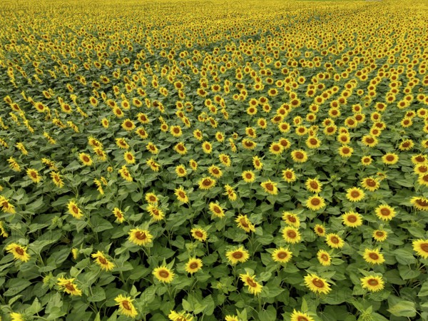 Sunflower field near Holzhausen, town of Rheinau, aerial view, Ortenau district, Baden-Württemberg,