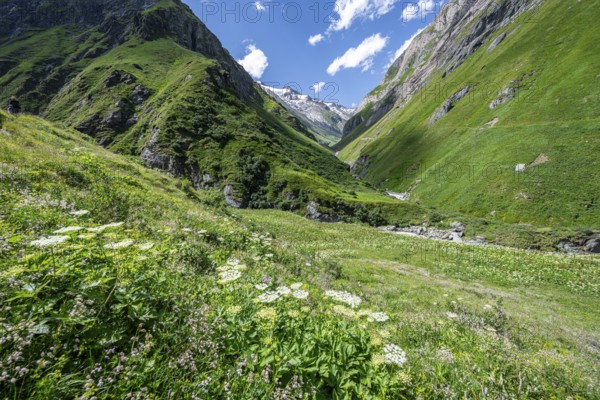 Flower meadow in Umbaltal, Venediger Group, Hohe Tauern National Park, East Tyrol, Tyrol, Austria,