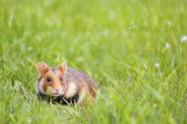 A European hamster (Cricetus cricetus), Eurasian hamster, black-bellied hamster or common hamster,