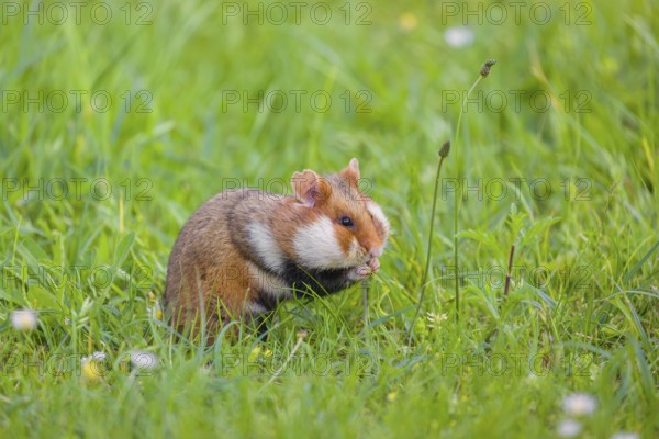 A European hamster (Cricetus cricetus), Eurasian hamster, black-bellied hamster or common hamster,