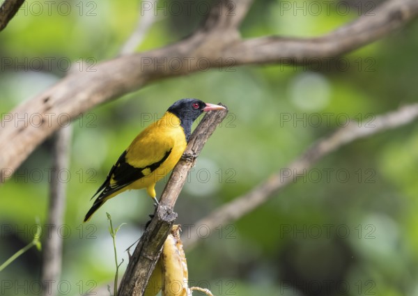 Black-headed oriole (Eurasian Golden Oriole xanthornus), Kaeng Krachan National Park, Thailand,