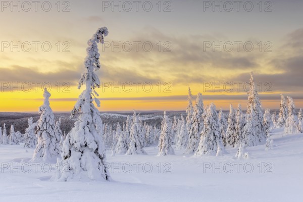 Tykky forest, snow covered spruce trees on the taiga at sunrise in winter, Riisitunturi National