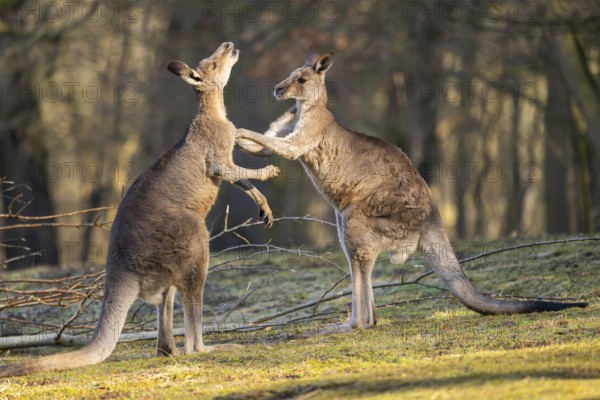 Eastern Gray Kangaroo (Macropus giganteus), two males fighting on a meadow, captive, occurance
