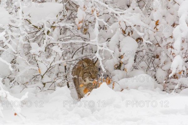 One young male Eurasian lynx, (Lynx lynx), walking through deep snow covered undergrowth in a