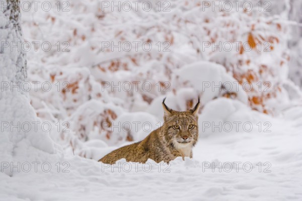 One young male Eurasian lynx, (Lynx lynx), walking through deep snow covered undergrowth in a