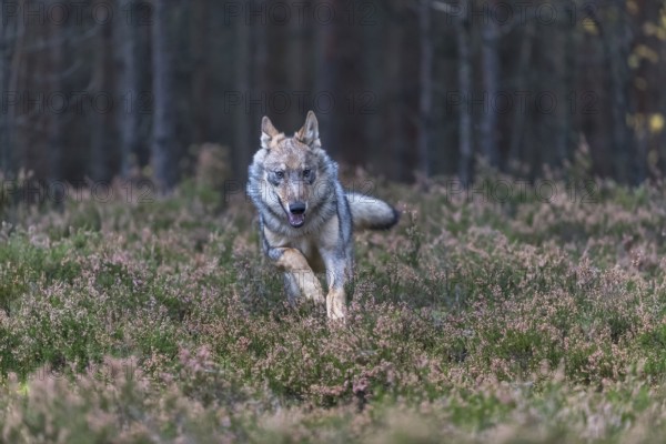 One young male eurasian gray wolf (Canis lupus lupus) running thru a forest with rocks and heather.