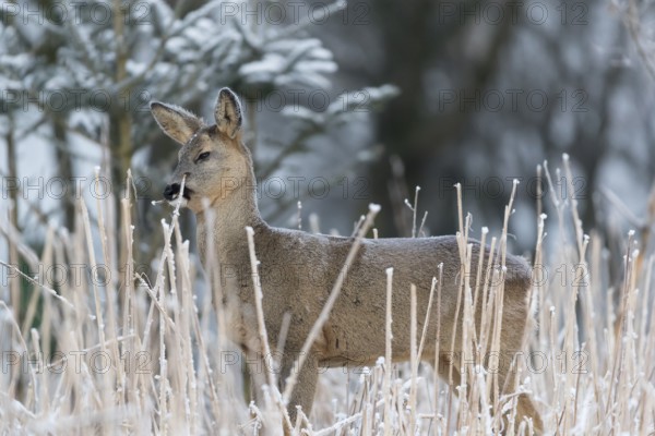 Roe deer standing in hoar frosted dead stinging nettle at minus 15 °C at sunrise. Licking off the
