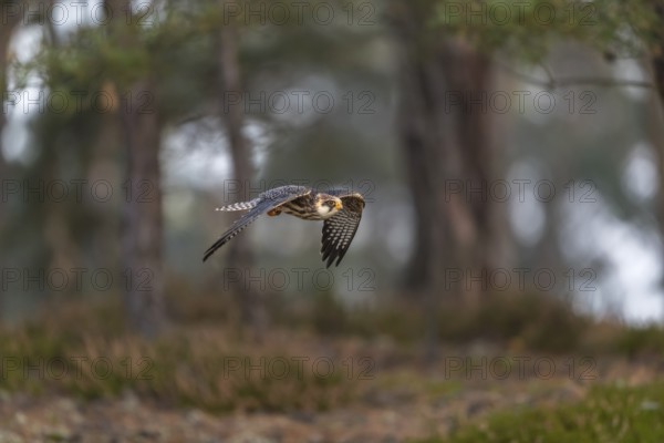 One female red-footed falcon (Falco vespertinus) flying at the edge of a forest. Green vegetation