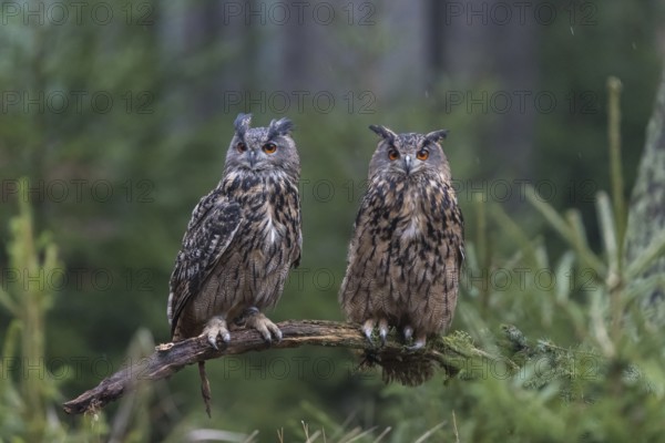 One female and one male Eurasian Eagle Owl, Bubo bubo, perched on a branch. A forest in the