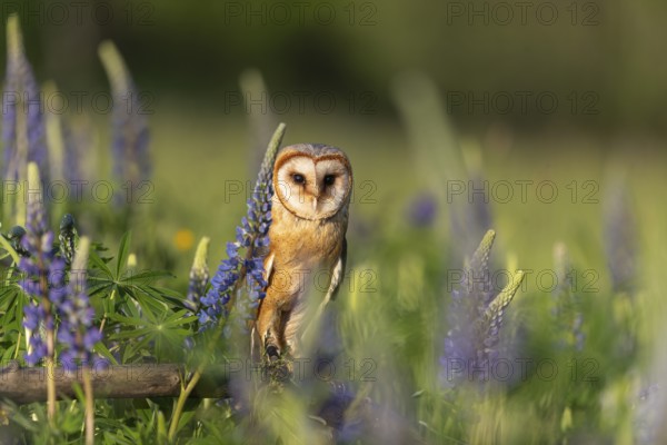 One barn owl (Tyto alba) sitting on a branch lying in a field of flowering lupines in late evening