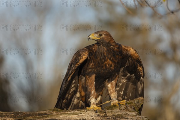 One golden eagle (Aquila chrysaetos) sitting on a broken and rotting log with fall foliage in the
