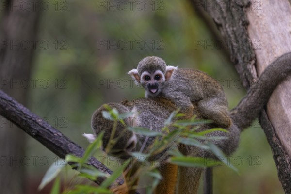 One female Central American squirrel monkey, Saimiri oerstedii, carrying her baby. Green vegetation