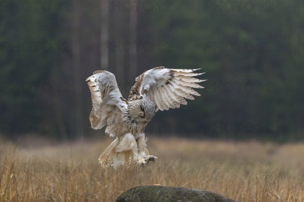 One Siberian Eagle Owl (Bubo bubo sibiricus) landing on a rock between tall reed grass lakeshore on
