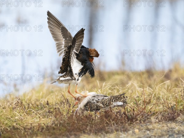 Ruff (Calidris pugnax) two males in breeding plumage at lek, fighting over female, Pokka, Finnish
