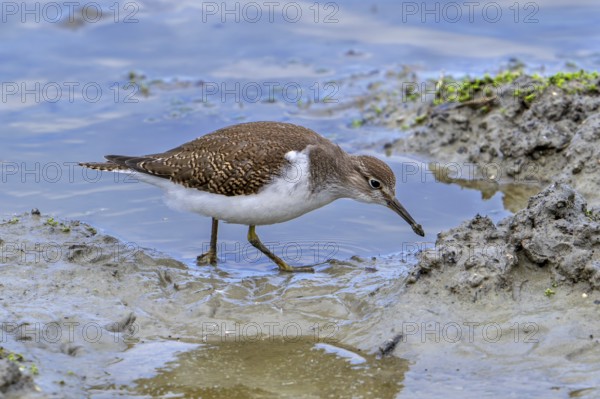Common sandpiper (Actitis hypoleucos, Tringa hypoleucos) foraging for invertebrates in mud along
