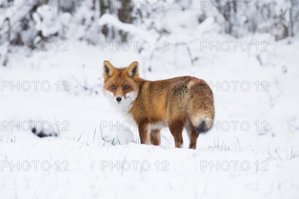 Red fox (Vulpes vulpes), on a snow covered field in the winter, looking over its shoulder, alert,