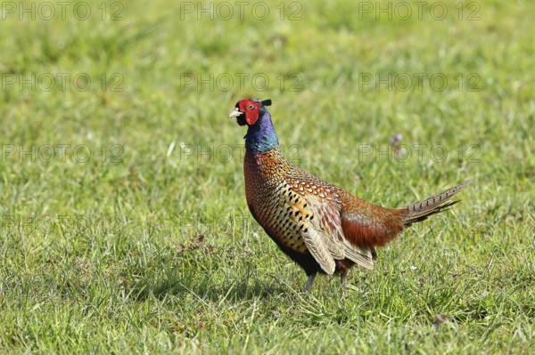 Pheasant, hunting pheasant (Phasianus colchicus), adult male bird in a meadow, wildlife, Lembruch,