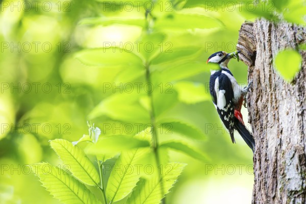 Great spotted woodpecker (Dendrocopos major), male with green caterpillars in his beak waiting at a