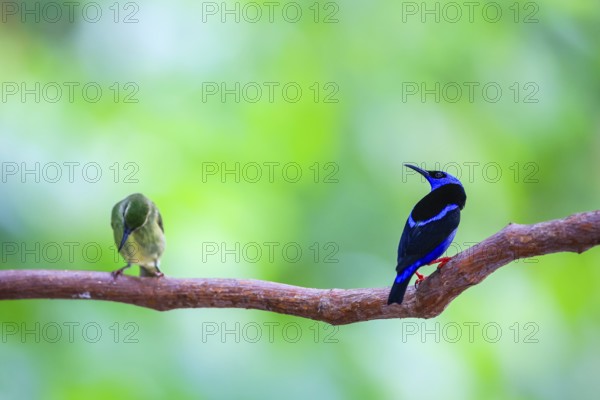 Red-footed honey suckers (Cyanerpes cyaneus), tanagers (Thraupidae), Alajuela, Costa Rica, Central