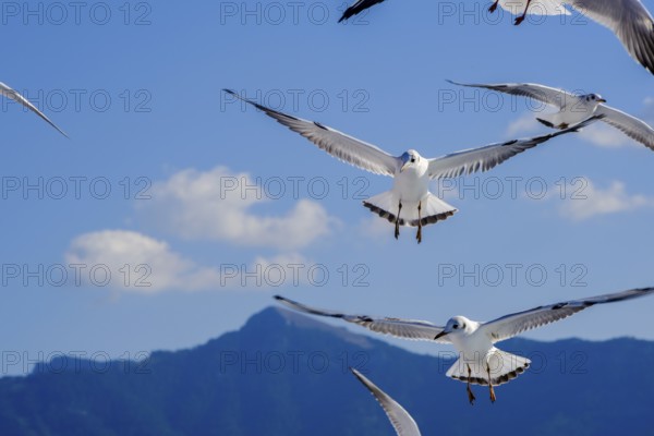Limenas, Thassos, Greece - Seagulls accompany the Thassos Sea Lines ferry to Limenas. The capital