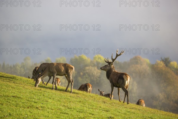 A herd of red deer (Cervus elaphus) stands in a meadow, A forest with autumn leaves can be seen in