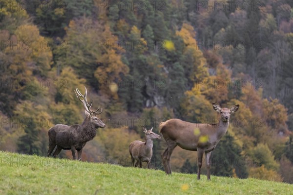 One red deer stag (Cervus elaphus) and some hind stand on a meadow on hilly ground during a storm.