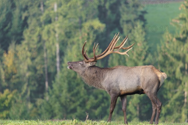 An Altai maral stag (Altai wapiti or Altai moose) (Cervus canadensis sibiricus) stands flehming on