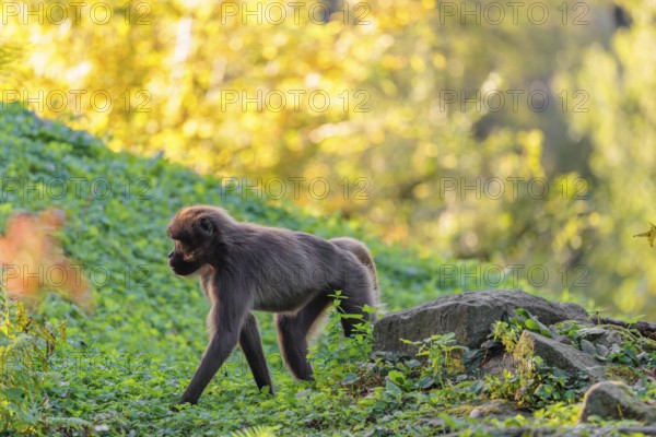 A female gelada (Theropithecus gelada), or bloodheart monkey, runs in beautiful light across a