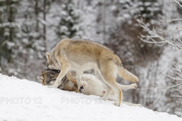 A young grey wolf (Canis lupus lupus) plays with its father on the sloping, snow-covered meadow on