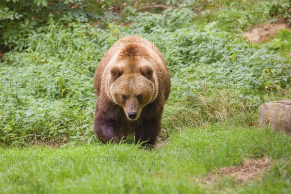 A Kamchatka brown bear (Ursus arctos piscator) runs across a meadow with tall grass between rocks