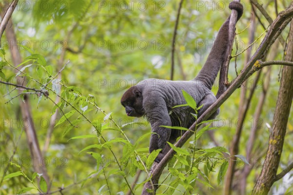 A common woolly monkey, brown woolly monkey, or Humboldt's woolly monkey (3) (Lagothrix