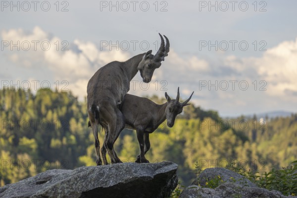 Two adult ibex (Capra ibex) standing on a rock, mating. Some green vegetation around and a forest