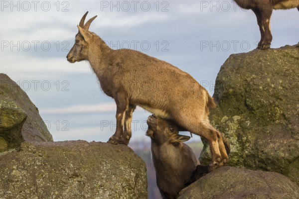 Two ibex (Capra ibex), a male and a female, stand on a rock. The male shows some flehming and