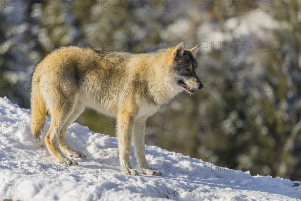 A young grey wolf (Canis lupus lupus) stands on a sloping, snow-covered meadow at the edge of a