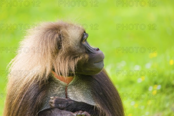 Portrait of an adult male Gelada (Theropithecus gelada), or bleeding-heart monkey, resting on a