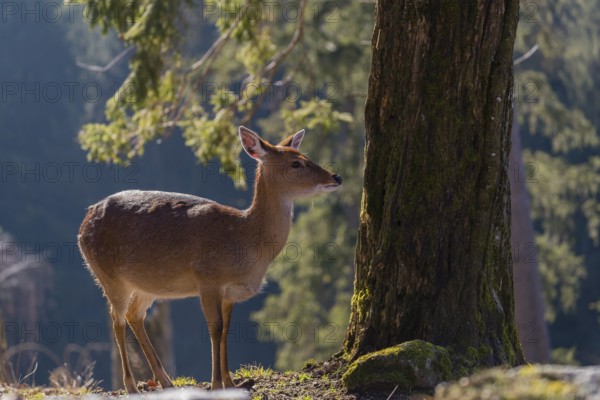 One female Manchurian sika deer or Dybowski's sika deer (Cervus nippon mantchuricus or Cervus