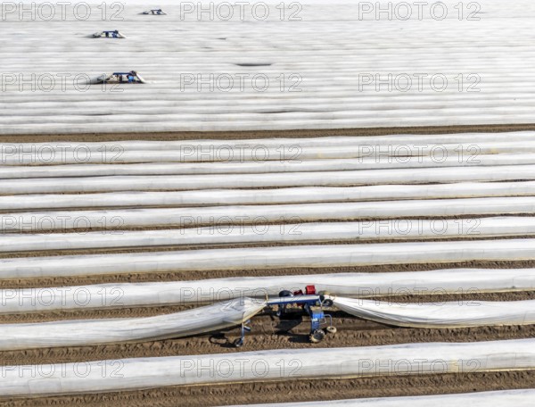 DefaultAsparagus harvest on the Lower Rhine, near Wesel, asparagus field under thermo foil, for