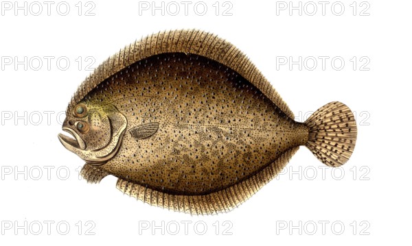 Fish, Pisces, Scophthalmus maximus, Syn.: Psetta maxima, Bothus maximus, Rhombus maximus, The