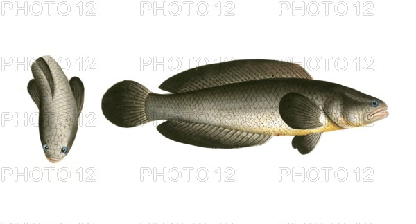 Fish, Pisces, Ophicephalus punctatus, Channa punctata, the spotted snakehead, Historic, digitally