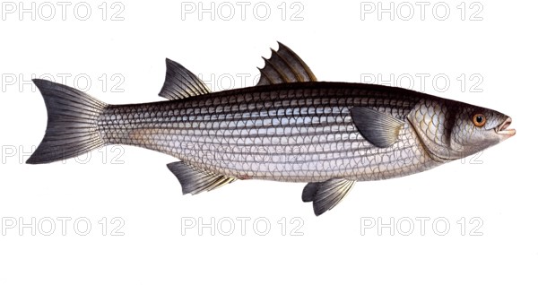 Fish, Fish, Mugil caphalus, Flathead grey mullet, Historic, digitally restored reproduction from a