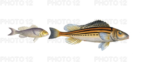 Fish, fish, left: Gymnocephalus argenteus, the White Bald, the Silver Bald. right: Gymnocephalus