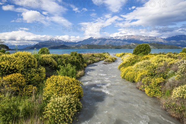 Large bushes of yellow flowering lupins on the banks of a torrent flowing into Lago General