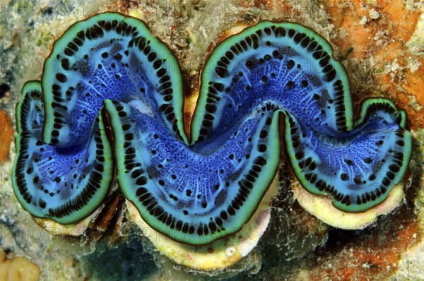 Underwater photo Close-up of open giant clam (Tridacna gigas) popular name killer clam with blue