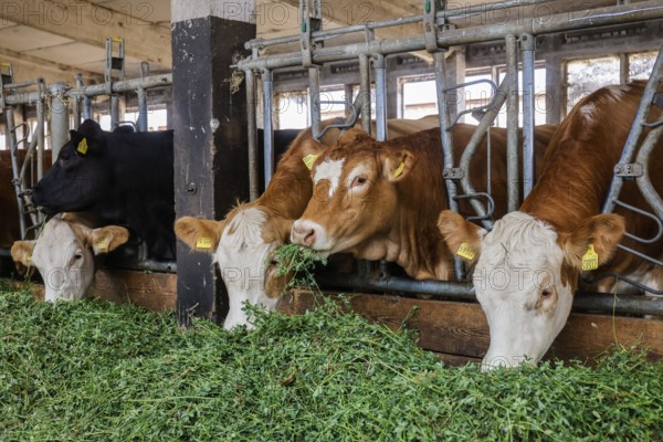 Oberlausitz, Saxony, Germany - Cattle eat fresh grass in the barn, the animals on this farm are
