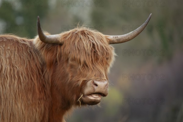 Highland cattle or cow (Bos taurus taurus) adult farm animal head portrait, England, United