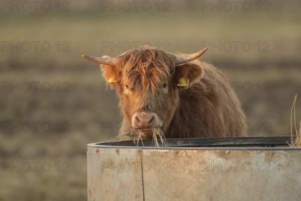 Highland cattle or cow (Bos taurus taurus) juvenile baby farm animal eating hay from a trough,