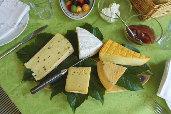 Cheese platter with different types of cheese, hard cheese arranged on vine leaves, knife,