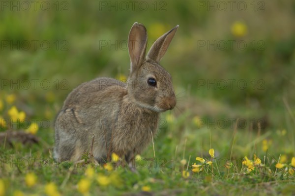 Rabbit (Oryctolagus cuniculus) wild adult animal in grassland with yellow summer flowers, England,